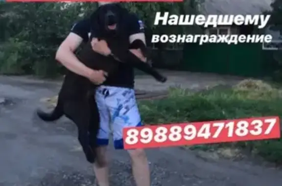 Пропала собака Сальма на ул. Речная, Батайск