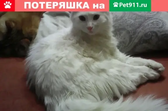 Пропал кот в Евпатории, ул. Татарская 62, вознаграждение.