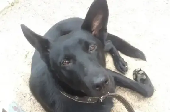 Найдена собака на ул. Турку во Фрунзенском р-не СПб