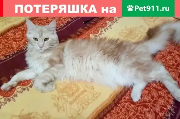 Пропала кошка Мася в Красноярске, район предмостной площади
