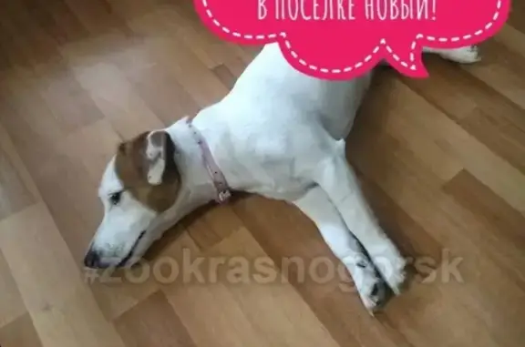 Найдена собака в Красногорске с розовым ошейником!