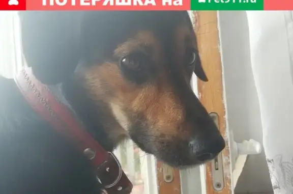Пропала собака Рик в Новосибирске: помогите найти!