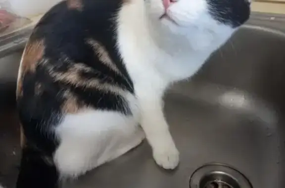 Потерянные животные Набережные Челны, фото: Пропала кошка в Набережных Челнах, ГЭС, 4 комплекс.