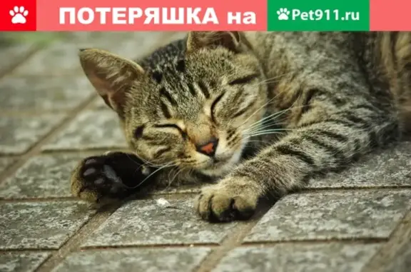 Пропал кот Кузя в Видном на ул. Школьной 59