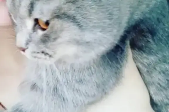 Кошки потеряшки, Киров, фото: Потеряшка кошка в Лянгасах, Кировская область