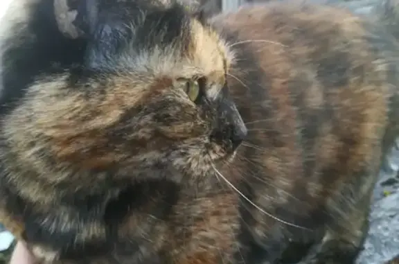 Пропала кошка Боня в деревне Акиньхово, Череповецкого района