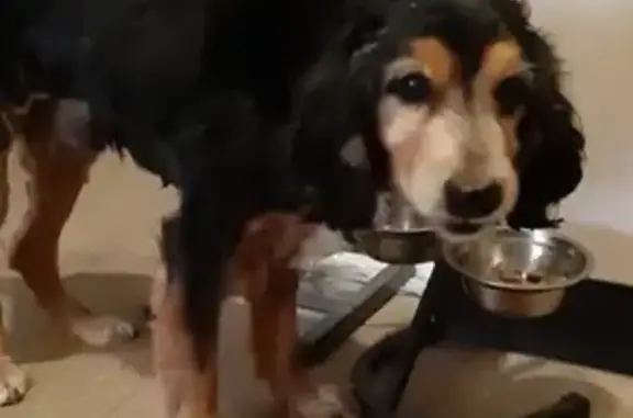 Найден глухой пес возрастом 10-12 лет на ГГМ в Нижнем Тагиле
