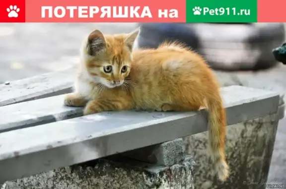 Найдена кошка в Абакане, возле магазина Командор на Некрасова