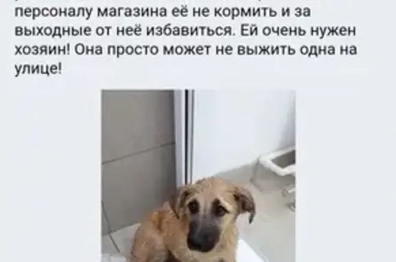 Спасите щенка на территории магазина в Балашихе!
