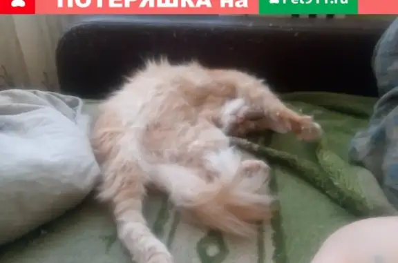 Пропал котик в Берёзовском, Кемеровская область