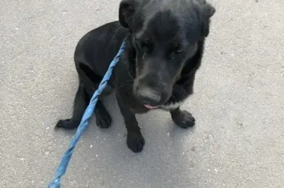 Собака найдена на Окт. проспекте в Пскове