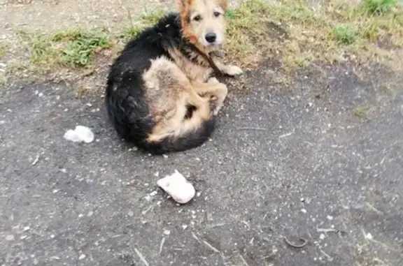 Найден потерявшийся пес в Москве, контакты в описании