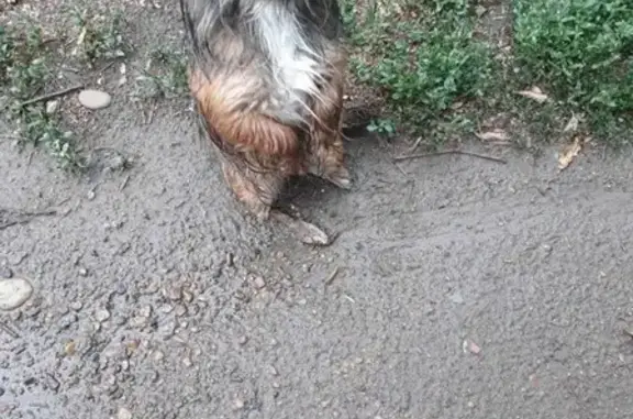 Найдена породистая собака на ул. 8 марта, Сорочинск