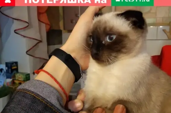 Найдена кошка в Водном, Ленина 26