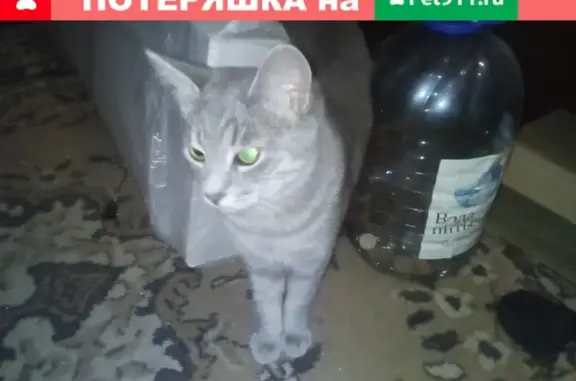Пропала кошка на ул. Кауля, дом 3, корпус 2 в Новомосковске