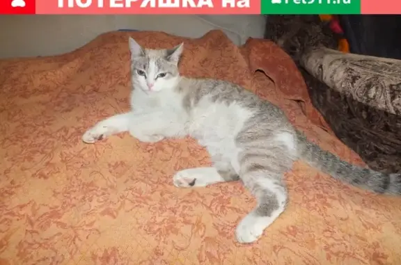 Найдена кошка Тима (Сима) на Пролетарской улице
