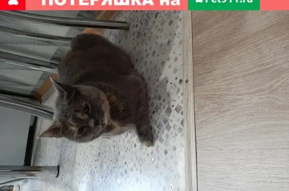 Найдена кошка на ул. Старая канава, Н.Новгород