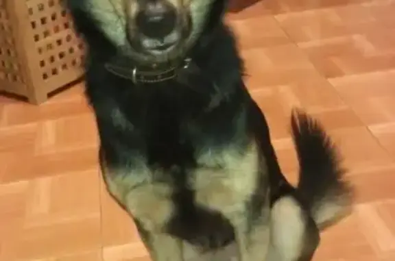 Пропала собака Атос в районе Нижнего склада, Томск