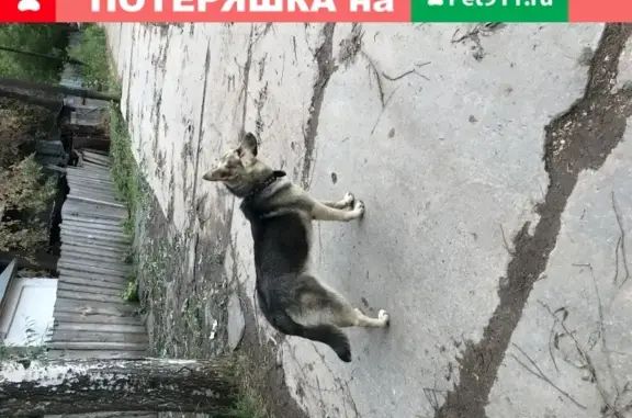 Собака на улице Герцена, Чебоксары.