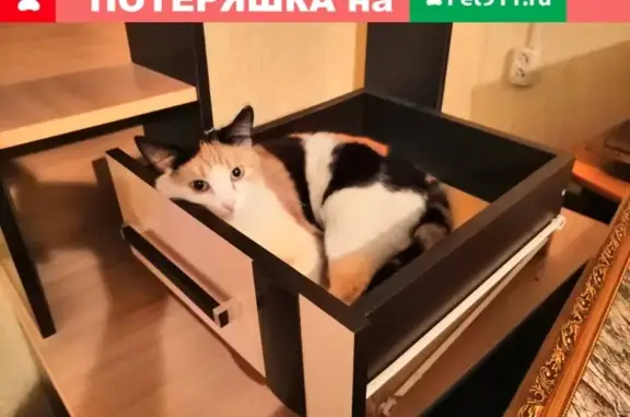 Кошки потеряшки, Саранск, фото: Потеряшка трехшерстная кошка в Саранске, п. Николаевка