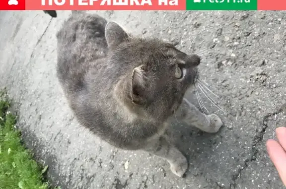 Найдена кошка на ул. Красноярская, отвезена на лечение в вет.клинику по адресу Ядринцева 92