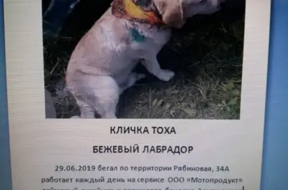 Собаки потеряшки, Москва, фото: Потеряшка собака Лабрадор в Москве