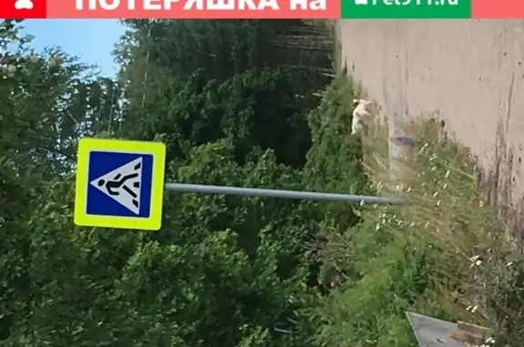 Найдены две маленькие собаки в Заостровье, Ленинградская область