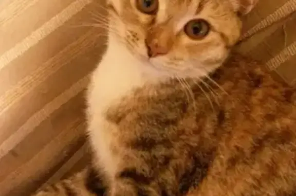 Пропала кошка Маруся на даче в Балаково