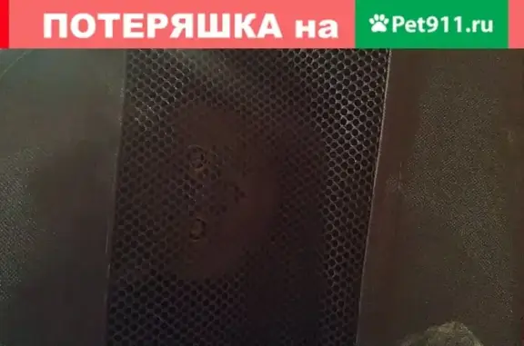 Пропала кошка на улице Бехтерева 37к2, Москва