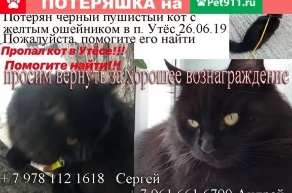 Пропал кот Муфаса в поселке Утёс, Крым