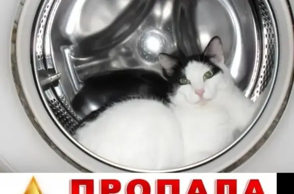 Кошки потеряшки, Бердск, фото: Потеряшка кот Мурик в районе дома 18, мкр. Северный г. Бердска