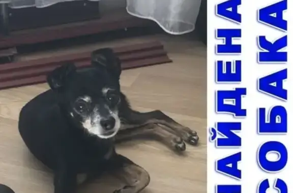 Собака Той терьер найдена в Краснодаре на Коллективной