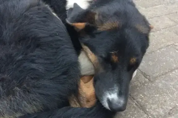 Найдена собака, Москва, фото: Собака найдена в Щукино