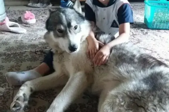 Найдена добрая собака в Боровске