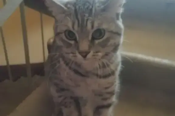 Найдена кошка на Пермякова в Тюмени