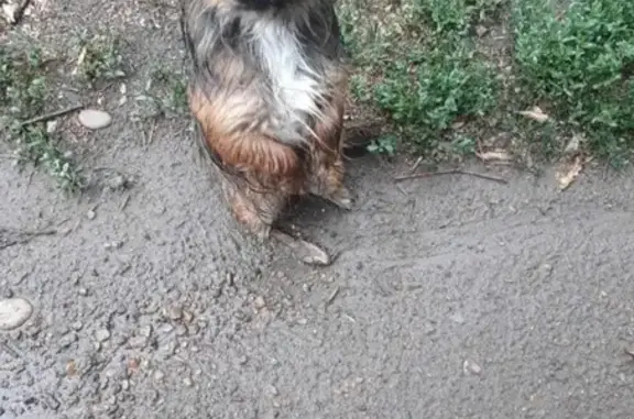 Пропала собака на ул. 8 Марта, Оренбургская область