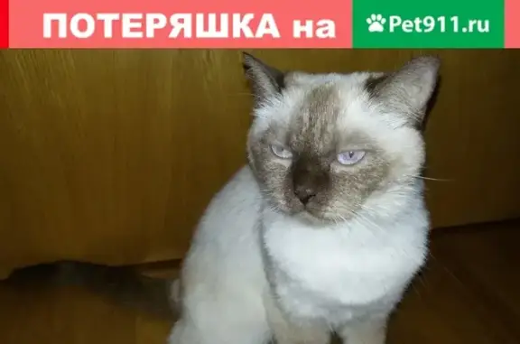 Найдена Тайская кошка в парке Сокольники