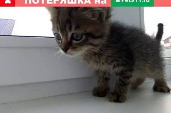 Пропала кошка в Мирном, Республика Саха (Якутия)