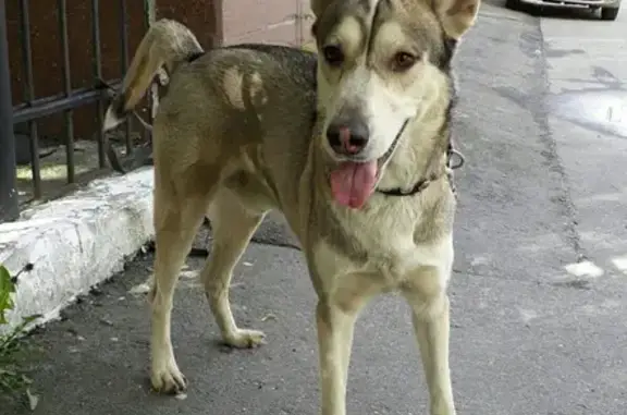 Найдена собака в Мурманске без сопровождения!