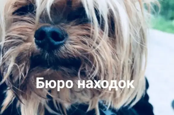 Найдена собака в Теремок, Архангельск