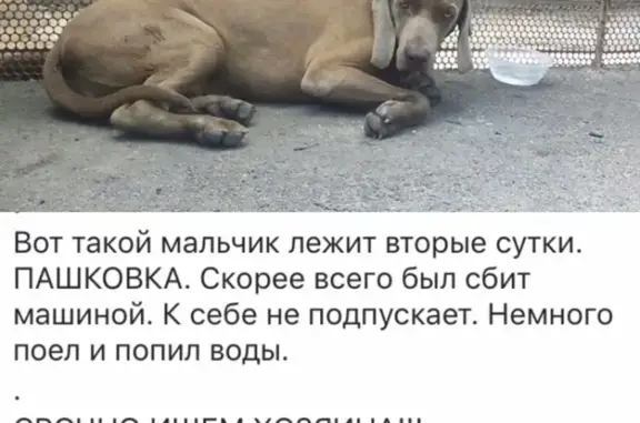 Найден пес в Пашковке, возможно сбит - Краснодар