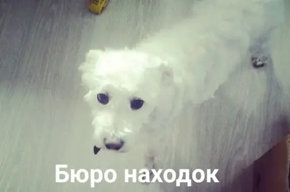 Собаки потеряшки, Архангельск, фото: Потеряшка собака в СНТ 