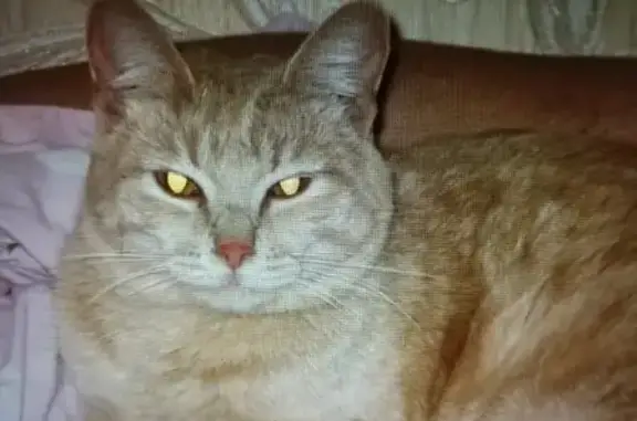 Пропала кошка в деревне Сенино, Московская область