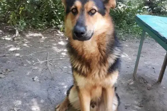 Найдена собака возле 11 школы, Смоленск.