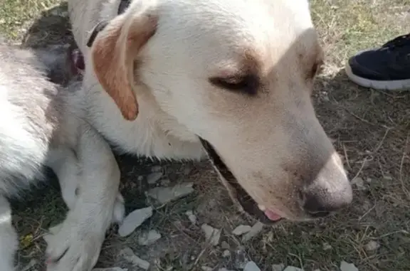 Найдена собака в Лагуне, Новороссийск