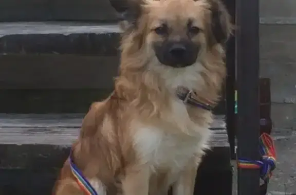 Найдена собака в Миловидово, ищем хозяина
