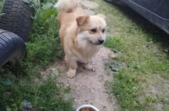 Найдена домашняя собака в Малоярославце, ищет новый дом