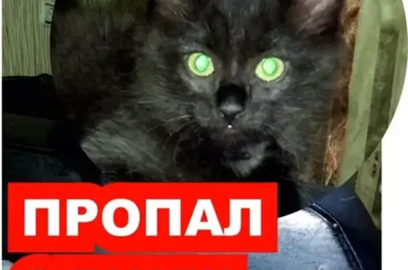 Пропал кот Эдик, район Строителей 15, вознаграждение