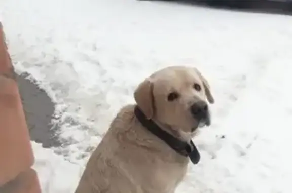 Пропала собака на улице Попова, Таганрог