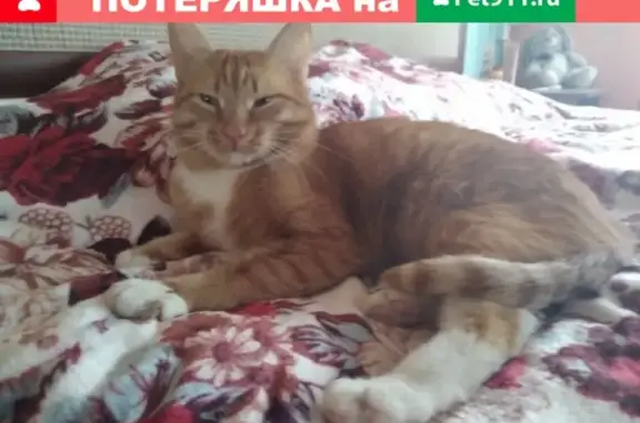 Пропал кот Кузя в районе Абрамова, Березники